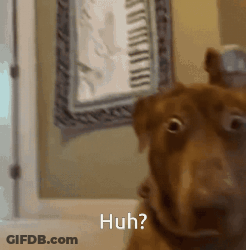 Brown Dog Saying Huh GIF