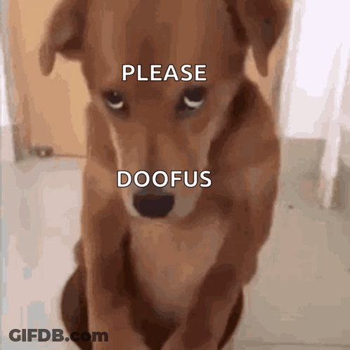 Brown Dog Saying Please Doofus GIF