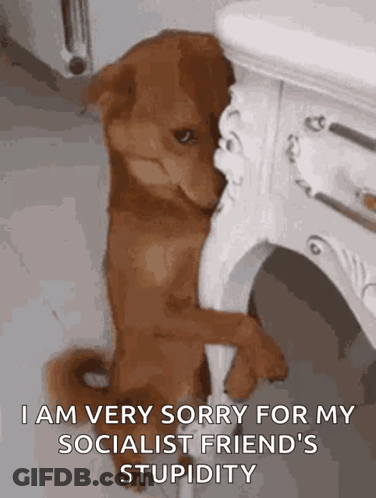 Brown Dog Says I Am Very Sorry For My Socialist Friend's Stupidity GIF