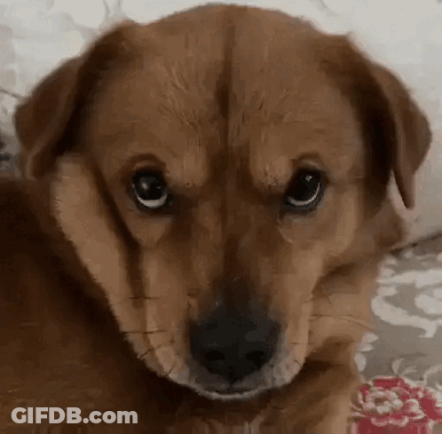 Brown Dog Serious Look GIF