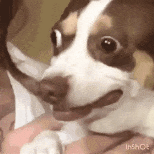 Brown Dog Shocked Face GIF