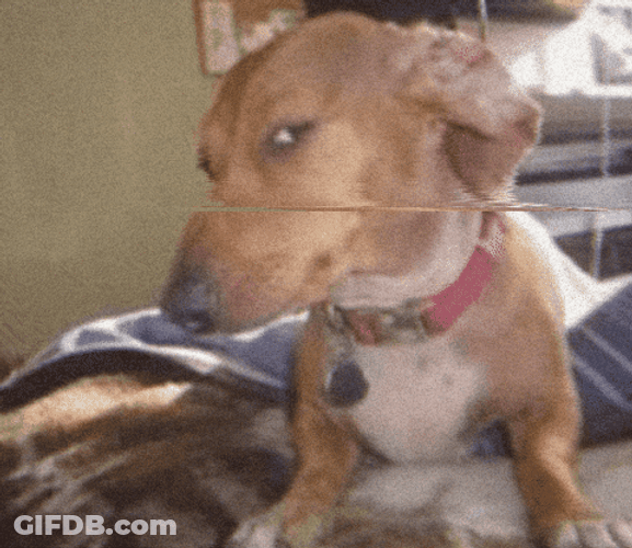 Brown Dog Side Eye Meme GIF