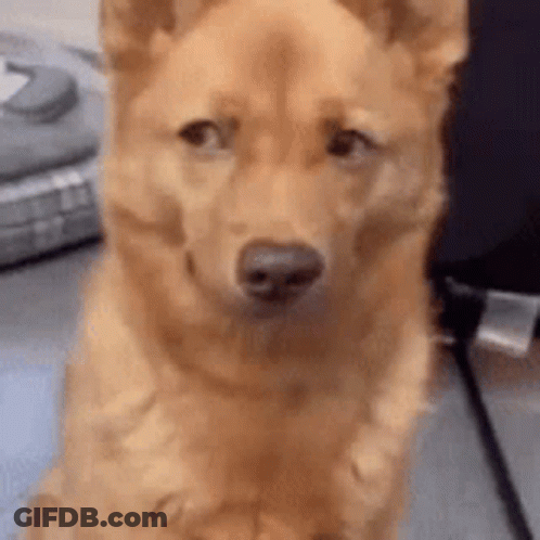 Brown Dog Sitting Close Up GIF