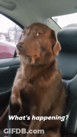 Brown Dog Sitting In Back Seat Of Car Saying What's Happening GIF