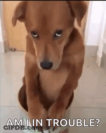 Brown Dog Sitting In Bowl Ami In Trouble GIF