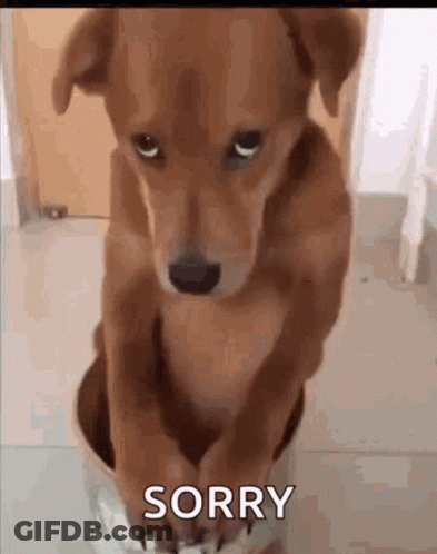 Brown Dog Sitting In Bowl Saying Sorry GIF