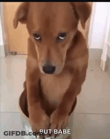 Brown Dog Sitting In Bucket GIF