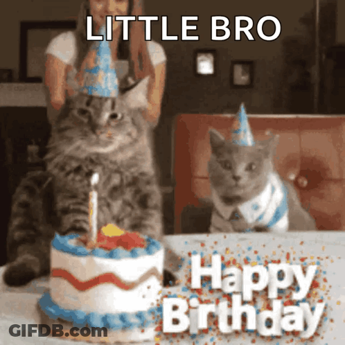 Brown Dog Sitting In Bucket GIF