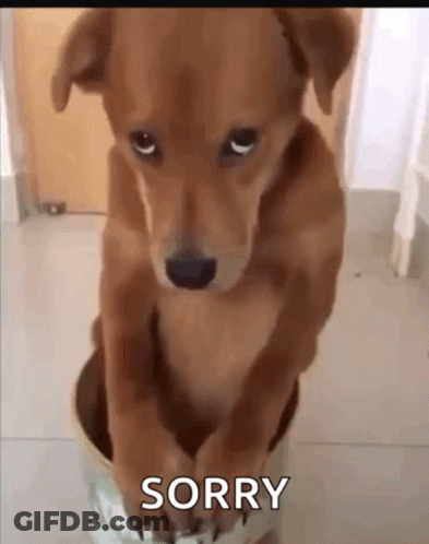 Brown Dog Sitting In Bucket GIF