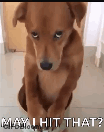 Brown Dog Sitting In Bucket Saying May I Hit That GIF