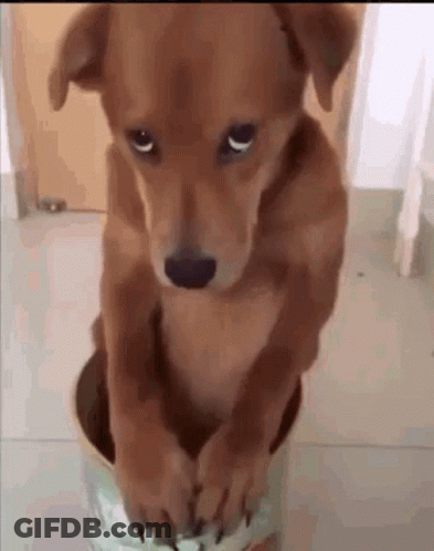 Brown Dog Sitting In Bucket GIF