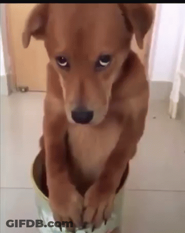 Brown Dog Sitting In Can Looking At Camera GIF