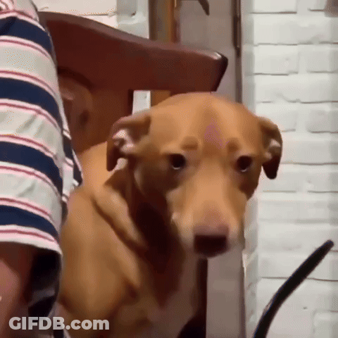 Brown Dog Sitting In Chair With Person GIF