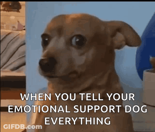 Brown Dog Sitting In Front Of Blue Wall Says When You Tell Your Emotional Support Dog Everything GIF