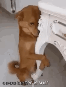 Brown Dog Sitting Next To White Table Looking At Camera GIF