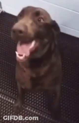 Brown Dog Sitting On Black Mat With Tongue Out GIF