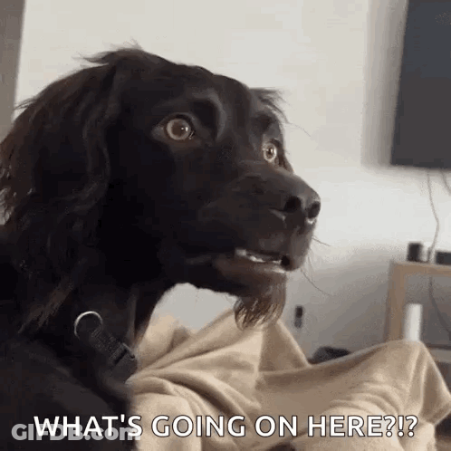 Brown Dog Sitting On Blanket Asking What's Going On GIF