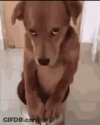 Brown Dog Sitting On Floor Wearing Shoes GIF