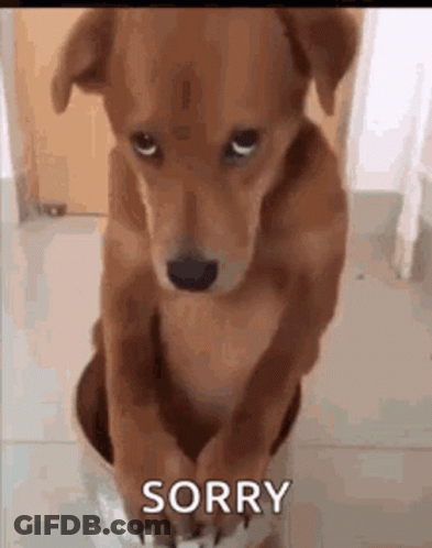 Brown Dog Sitting On Paper GIF
