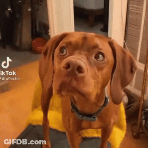 Brown Dog Sitting On Yellow Chair Looking Up GIF