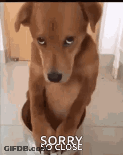 Brown Dog Sitting Sorry So Close GIF