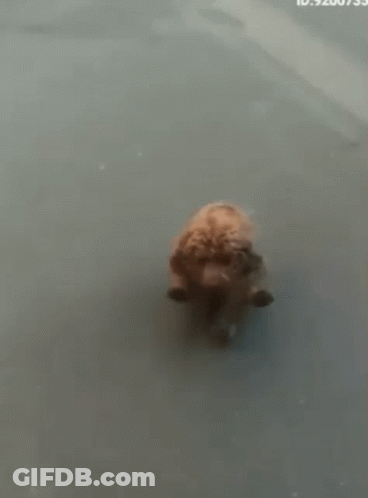 Brown Dog Standing In Water GIF