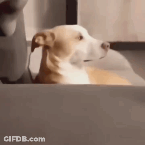 Brown Dog Standing Next To Railing Saying Giggle Shitter GIF
