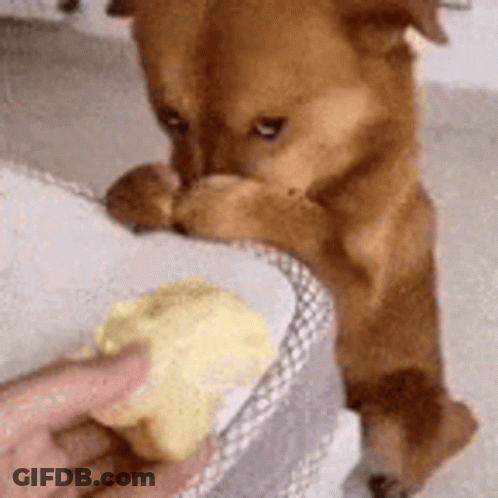 Brown Dog Standing On Hind Legs Beside Person Holding Butter GIF