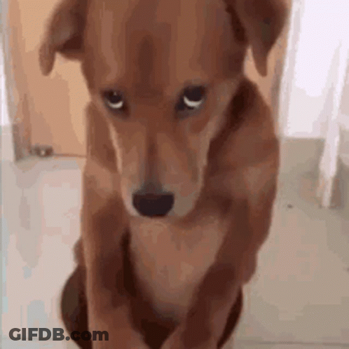 Brown Dog Standing On Hind Legs Looking At Camera GIF