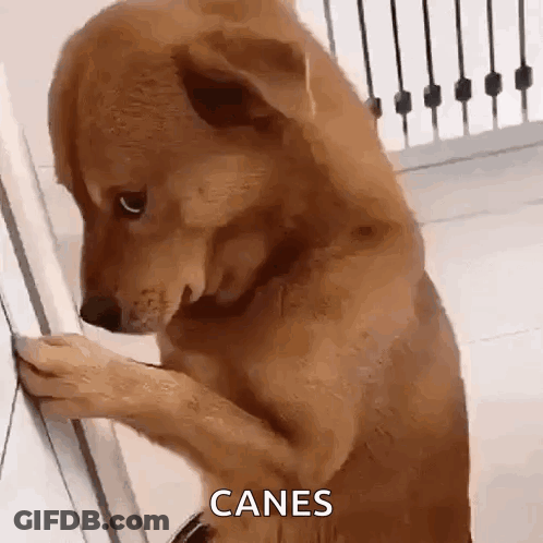 Brown Dog Standing On Hind Legs Looking At Wall Saying Canes GIF