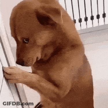 Brown Dog Standing On Hind Legs Looking Down GIF