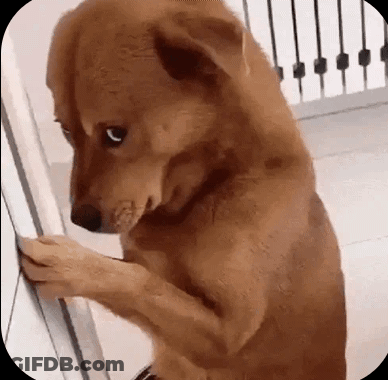 Brown Dog Standing On Hind Legs Next To Door GIF