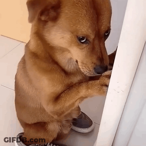 Brown Dog Standing On Hind Legs Next To Feet GIF