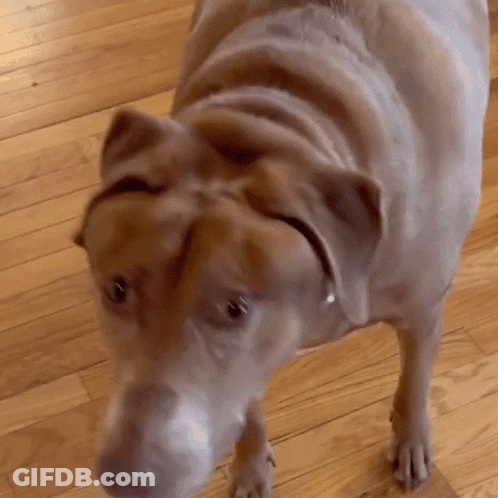 Brown Dog Standing On Wooden Floor GIF