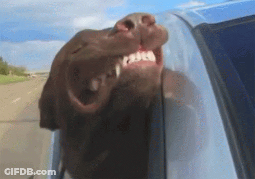 Brown Dog Sticking Head Out Of Car Window GIF