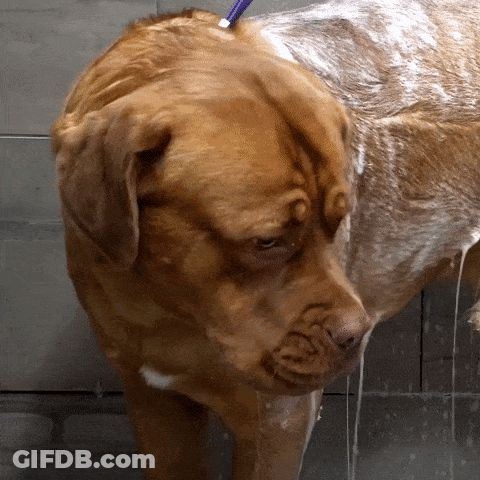 Brown Dog Taking Bath With Purple Brush GIF