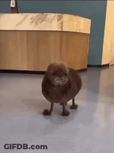 Brown Dog Taking Bath With Purple Brush GIF