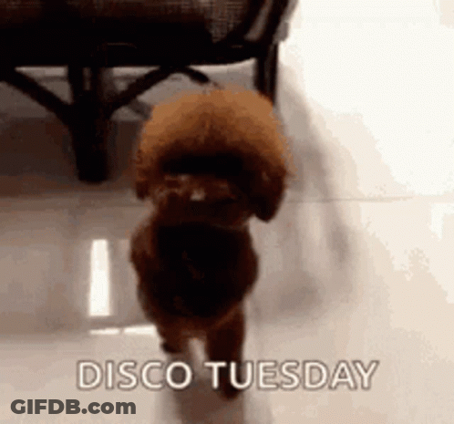 Brown Dog Walking On Tiled Floor Disco Tuesday GIF