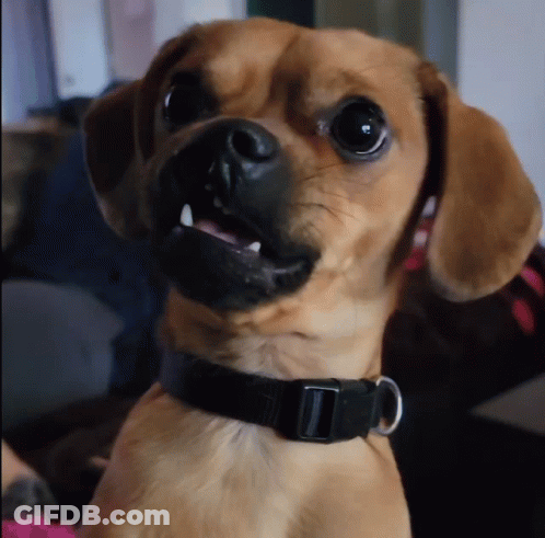 Brown Dog Wearing Black Collar GIF