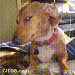 Brown Dog Wearing Red Collar GIF