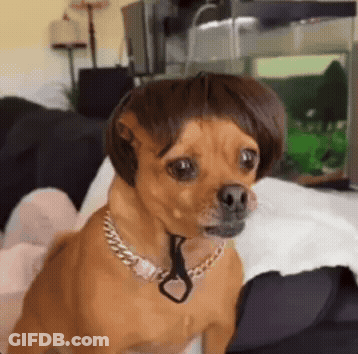 Brown Dog Wearing Wig And Chain GIF