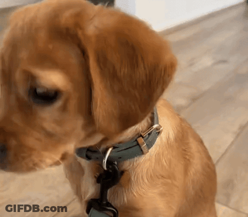 Brown Dog With Blue Collar Sitting On Wooden Floor GIF