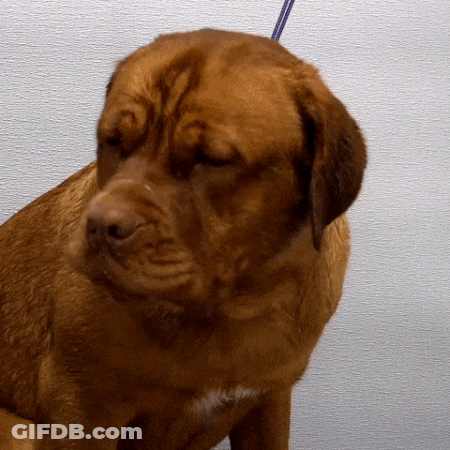 Brown Dog With Blue Leash GIF