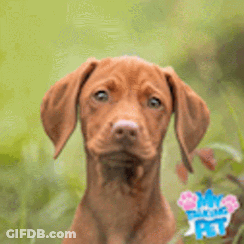 Brown Dog With Long Ears GIF
