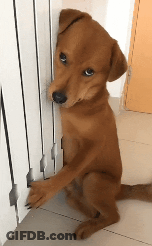 Brown Dog With Paws On Radiator GIF