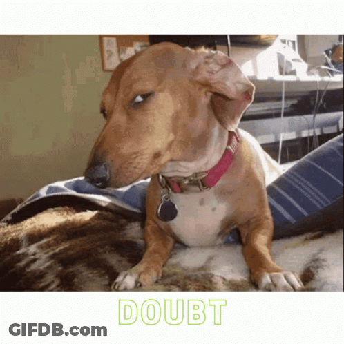 Brown Dog With Pink Collar And Doubt GIF