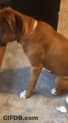 Brown Dog With Pink Collar Sitting Beside Person GIF
