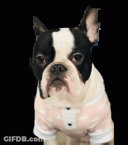 Brown Dog With Pink Collar Sitting Next To Person GIF