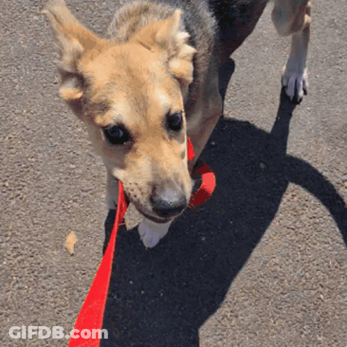 Brown Dog With Red Leash GIF