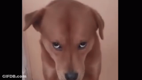 Brown Dog With Sad Look GIF